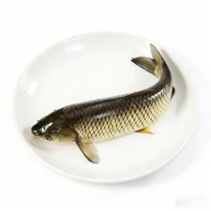 Crisp Grass carp from processing factory in China