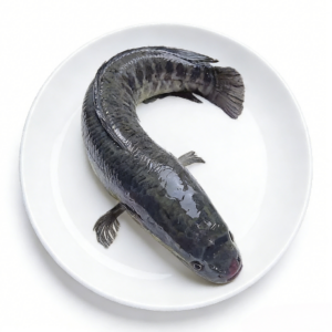 Snakehead fish-toman fish-from EU approved fish processing factory FFH food