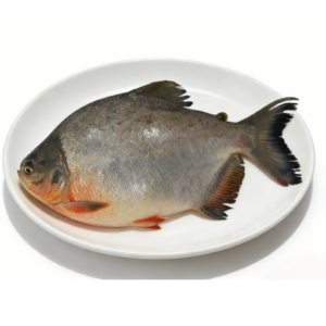 Red pomfret from EU approved fish processing factory FFH food