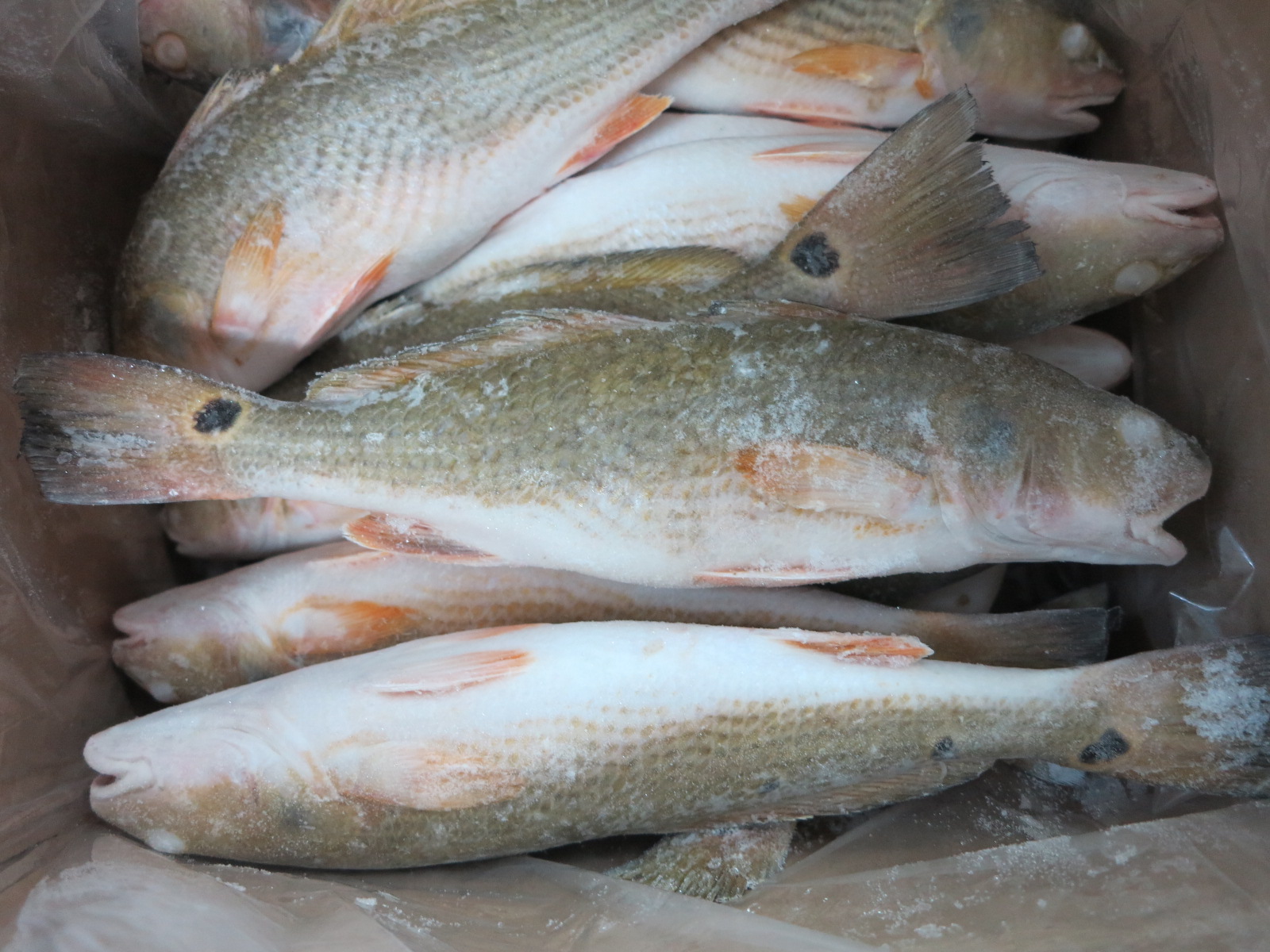 Whole Frozen Red Drum Fish, coastal farmed, high-quality seafood export product
