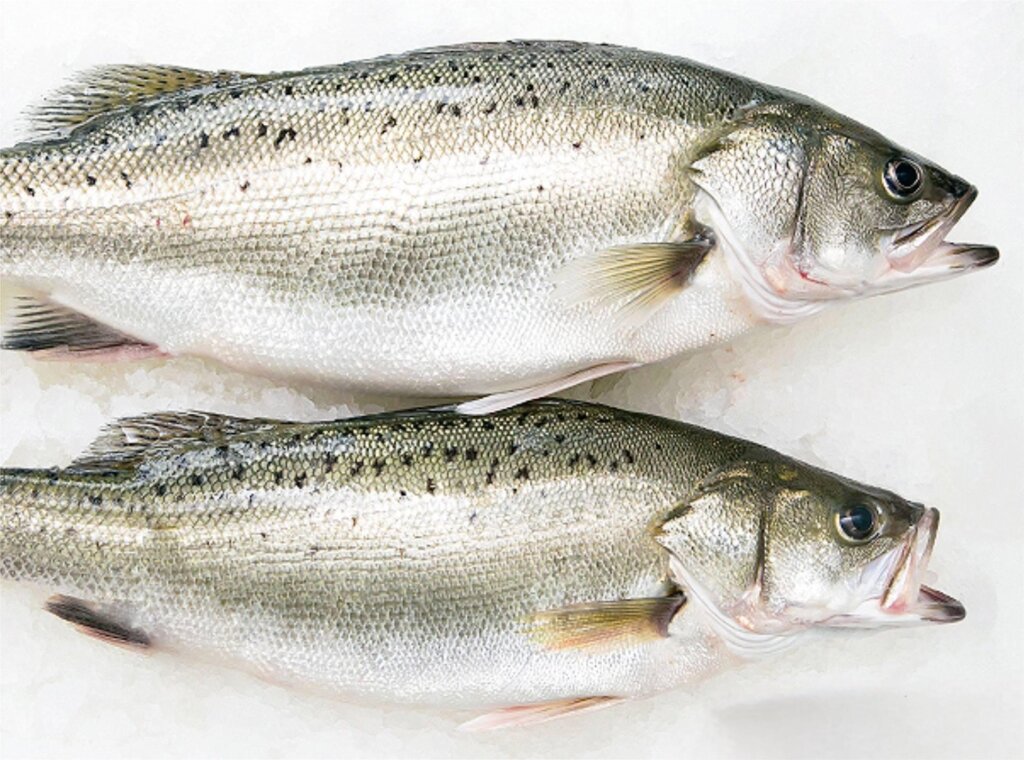 Seabass -alternative for chilean