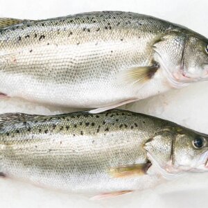 Seabass -alternative for chilean