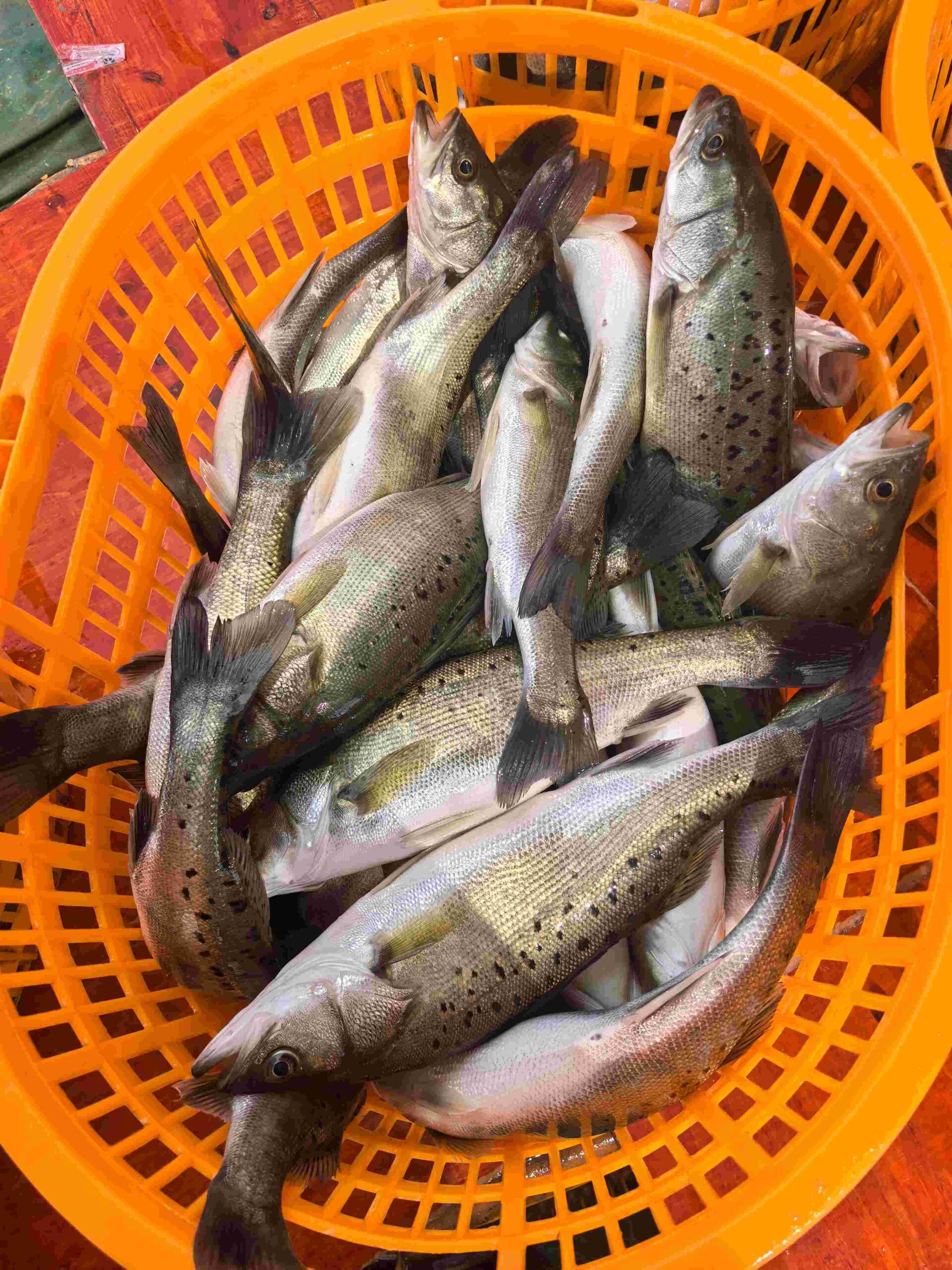 Baijiao Seabass (Lateolabrax japonicus) farmed in Zhuhai brackish water aquaculture China